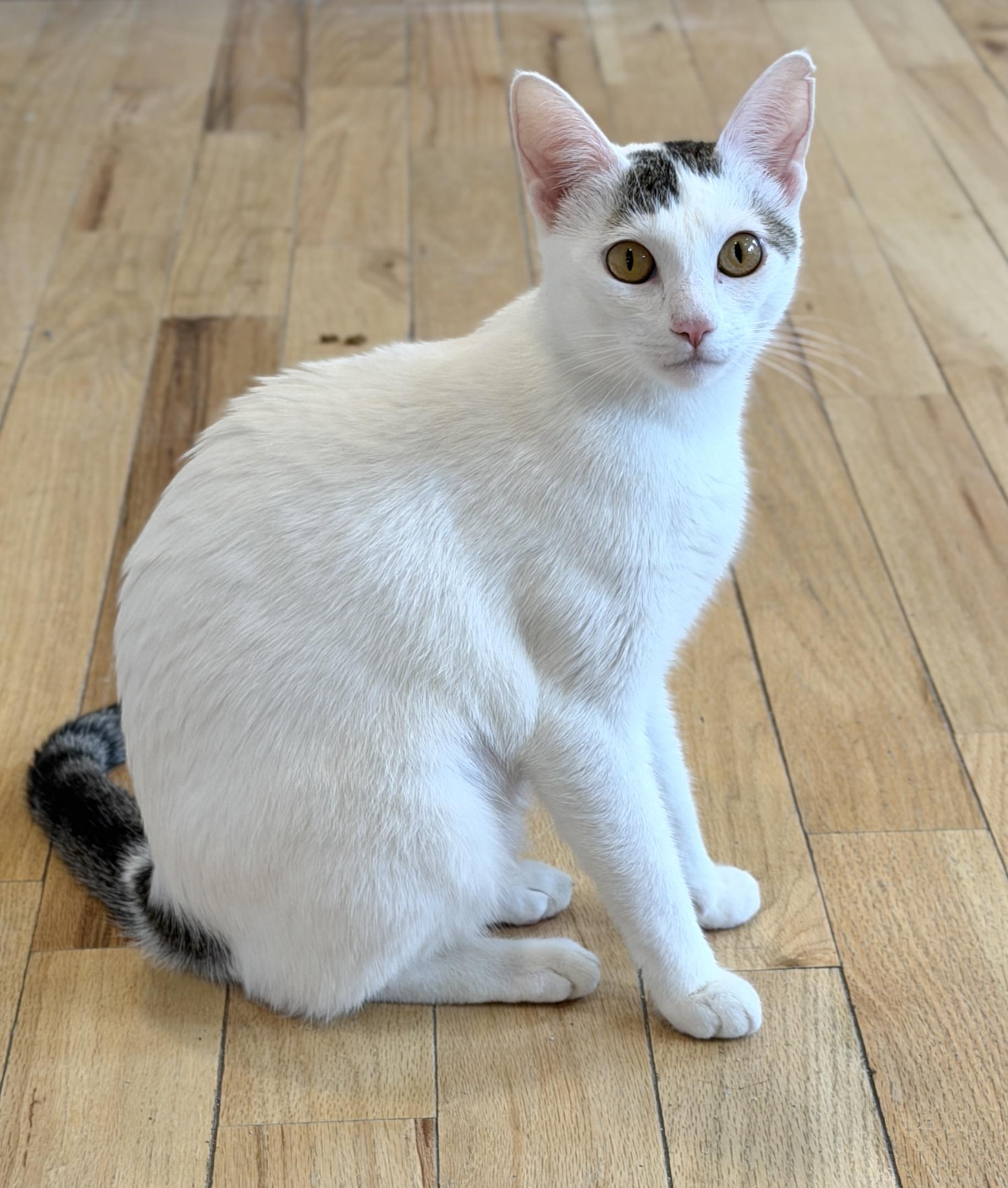 Enlarge Bardot, a ADOPTABLE American Shorthair in Hull, MA image 2/5
