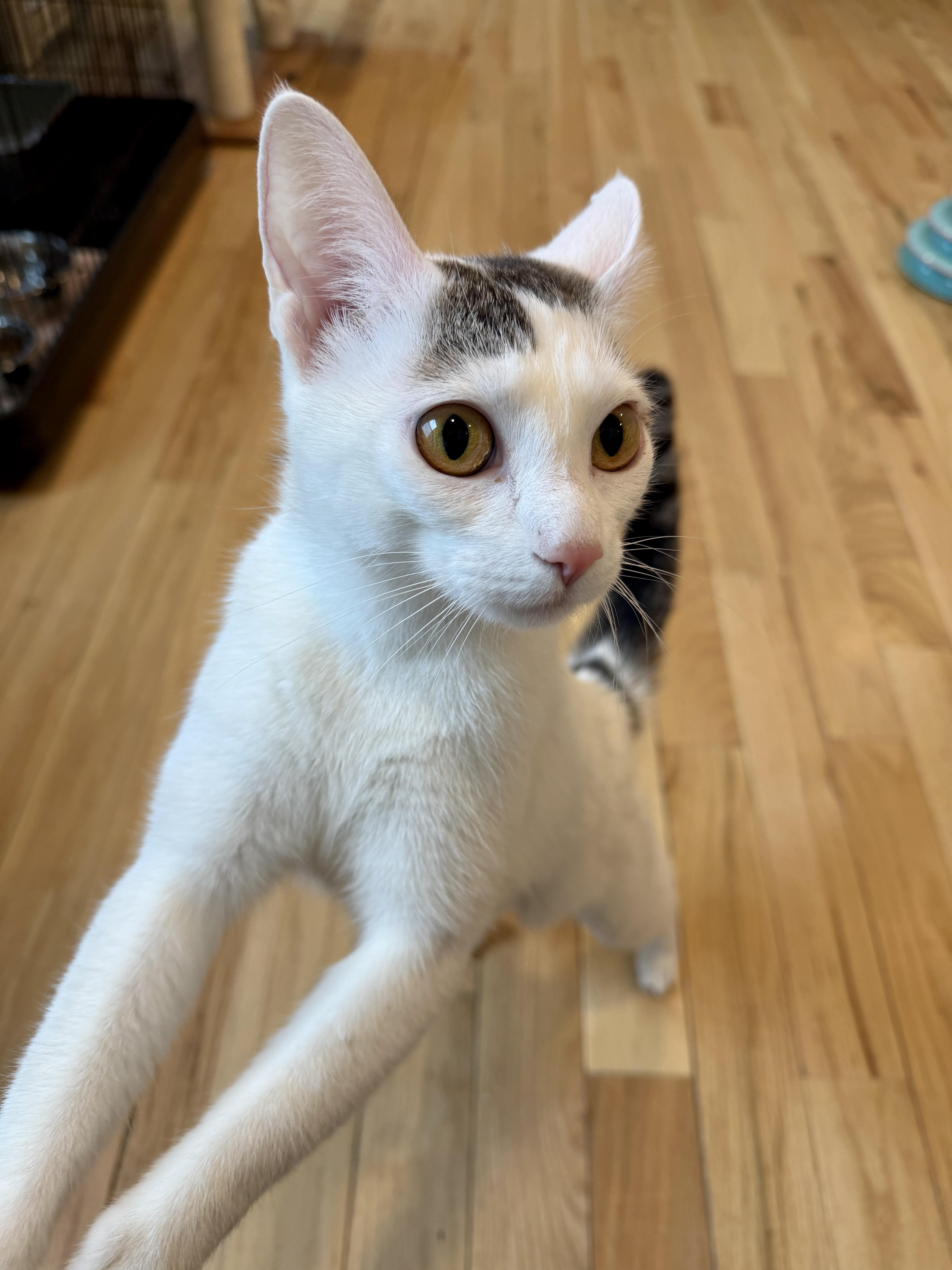 Enlarge Bardot, a ADOPTABLE American Shorthair in Hull, MA image 5/5