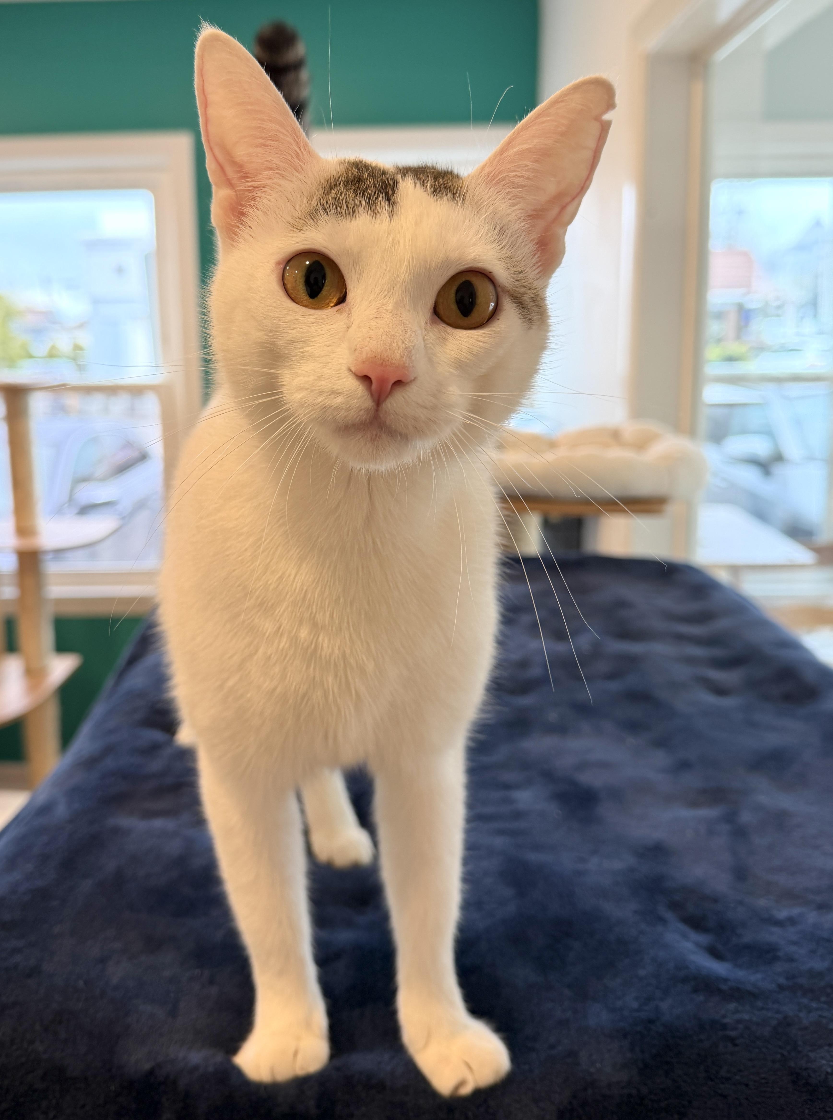 Bardot, adopted, Young Female American Shorthair.