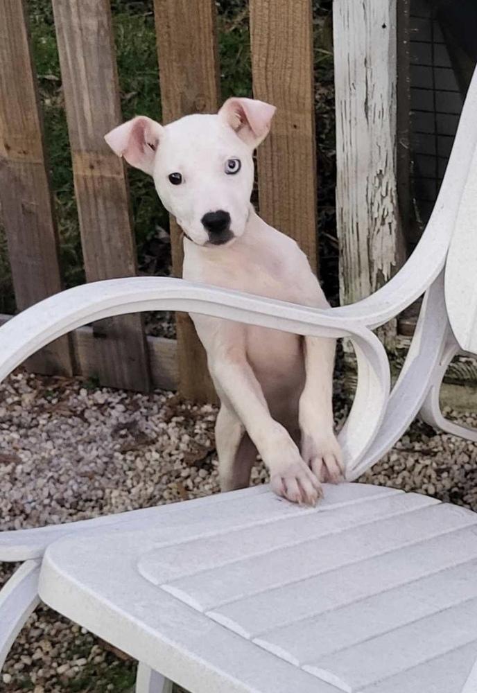 Enlarge Pinky, a Adoptable mixed breed in Pottstown, PA image 1/6