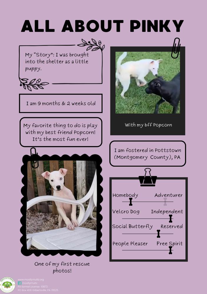 Enlarge Pinky, a Adoptable mixed breed in Pottstown, PA image 3/6