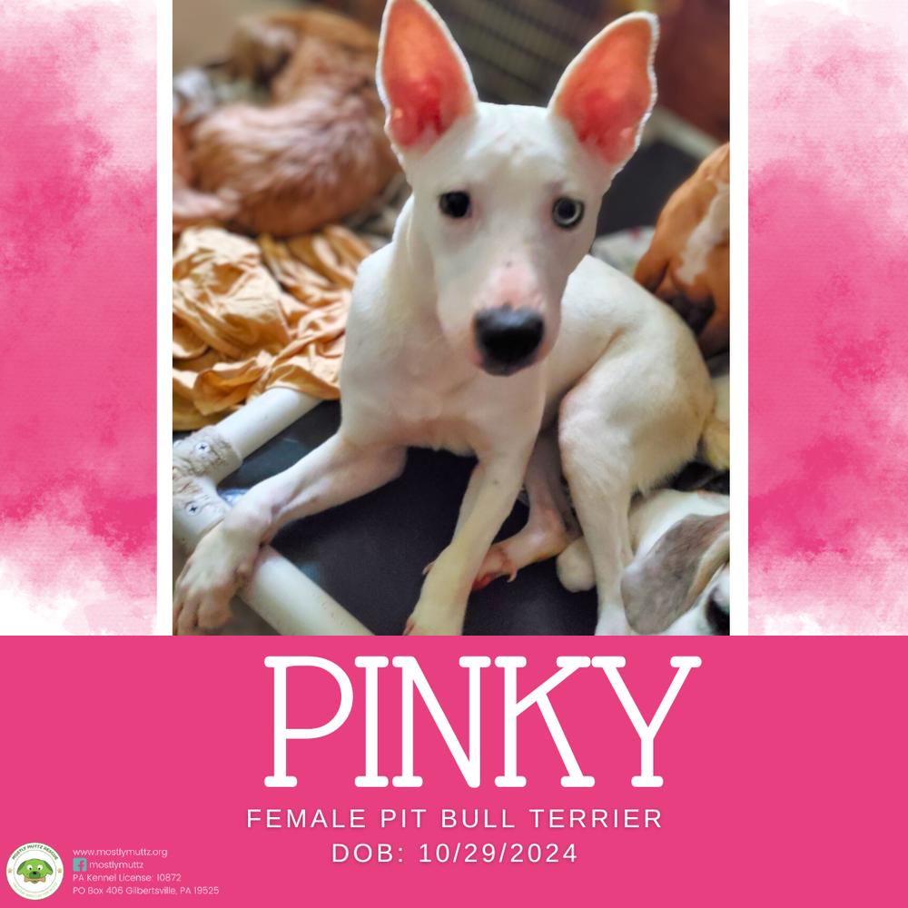 Pinky, Adoptable, Adult Female Siberian Husky.