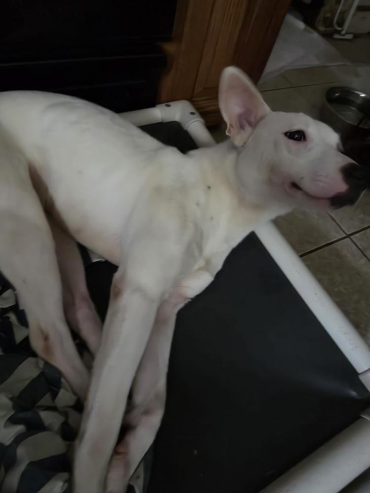 Enlarge Pinky, a Adoptable mixed breed in Pottstown, PA image 5/6