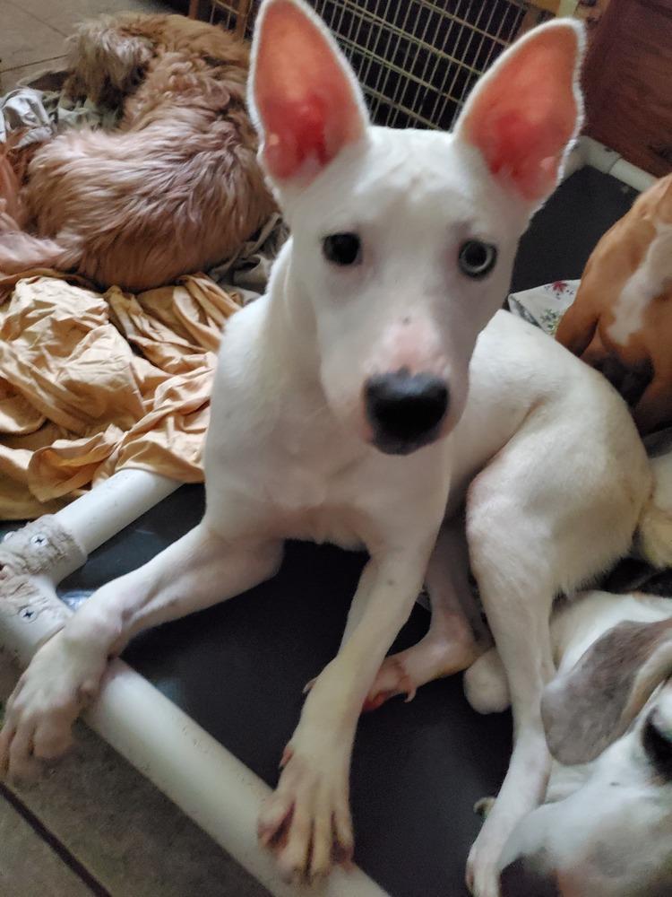 Enlarge Pinky, a Adoptable mixed breed in Pottstown, PA image 6/6