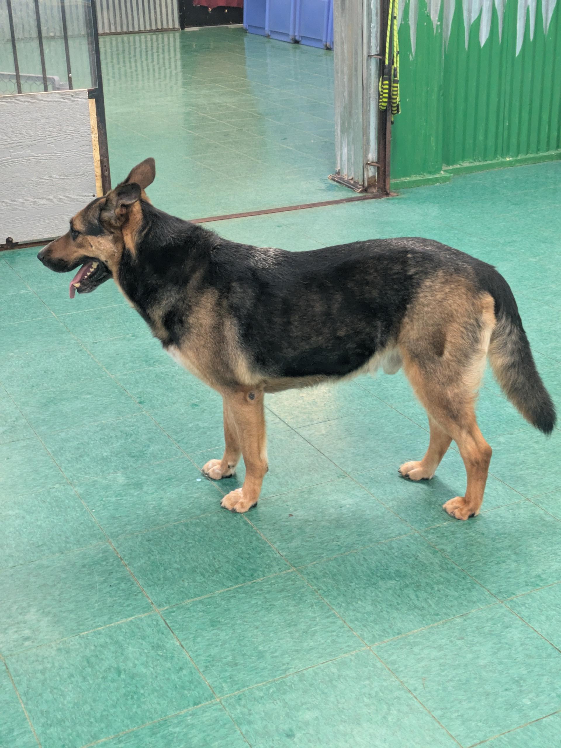 Max, a Adopted German Shepherd Dog in PEARLAND, TX image 2/6