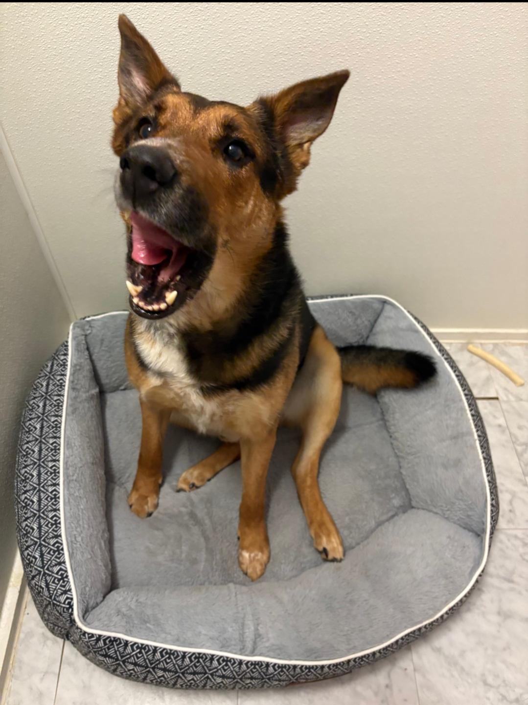 Max, a Adopted German Shepherd Dog in PEARLAND, TX image 3/6