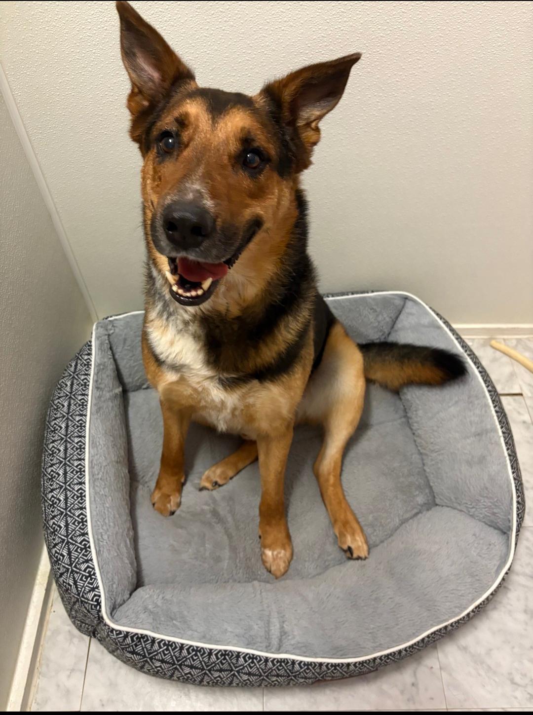 Max, a Adopted German Shepherd Dog in PEARLAND, TX image 4/6