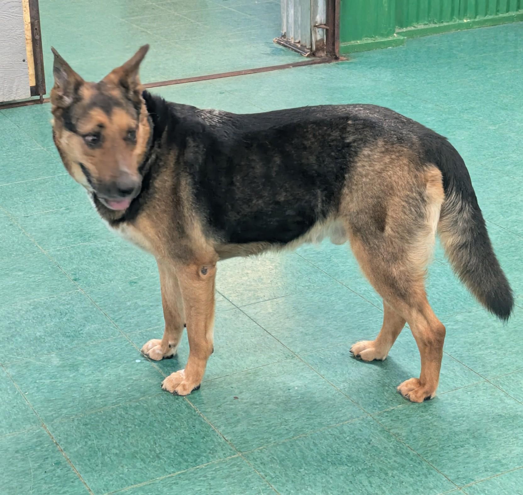 Max, a Adopted German Shepherd Dog in PEARLAND, TX image 5/6