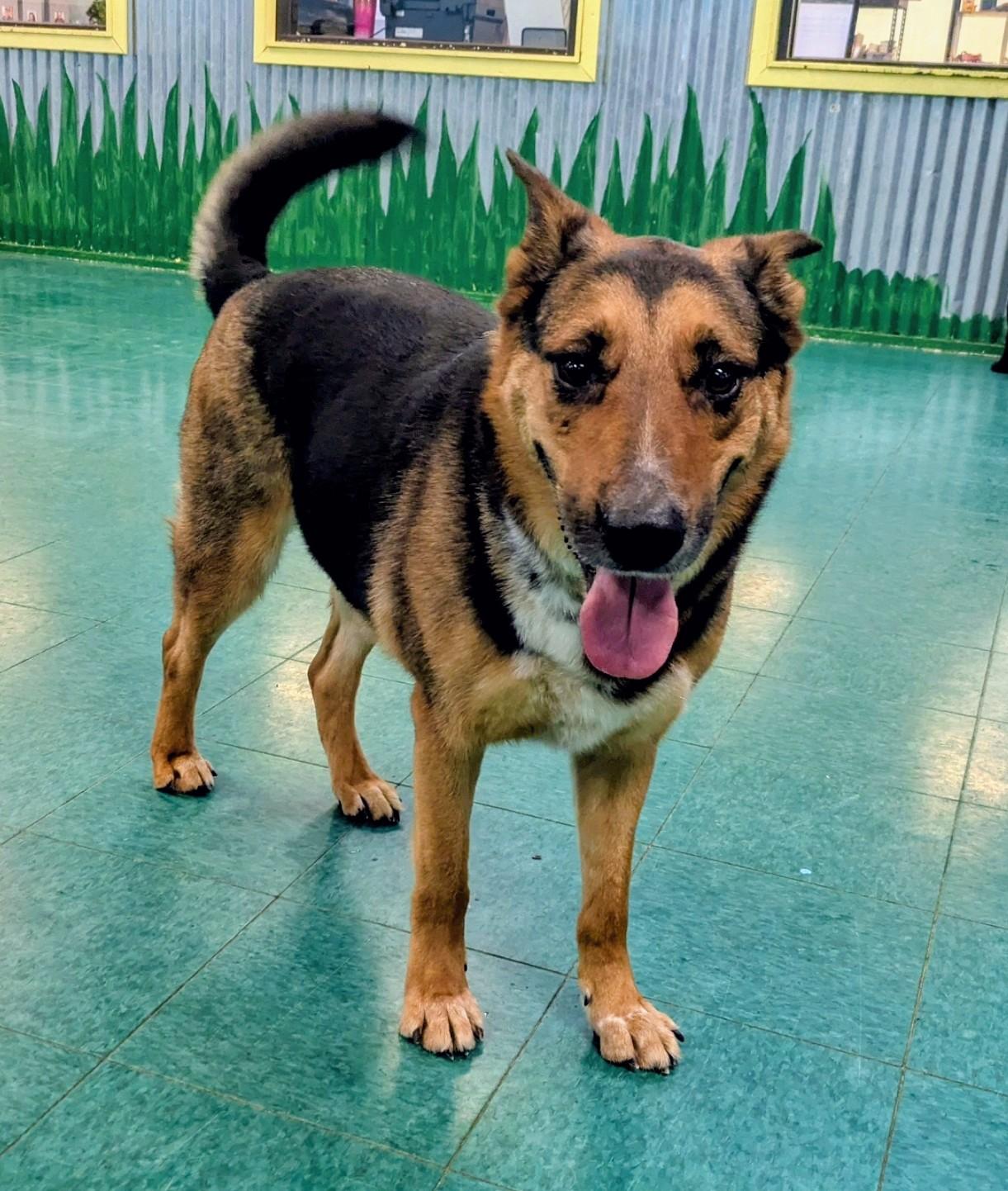 Max, a Adopted German Shepherd Dog in PEARLAND, TX image 6/6