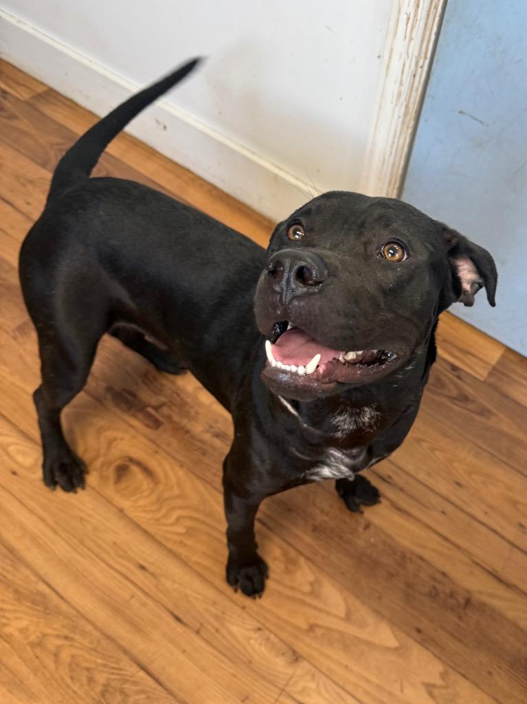 Mojo, Adoptable, Young Male Staffordshire Bull Terrier & Labrador Retriever.