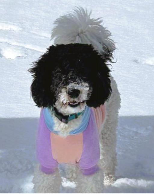 Winnie, an adoptable Aussiedoodle in Frederick, MD, 21702 | Photo Image 2