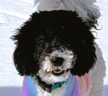 Winnie, an adoptable Aussiedoodle in Frederick, MD, 21702 | Photo Image 1