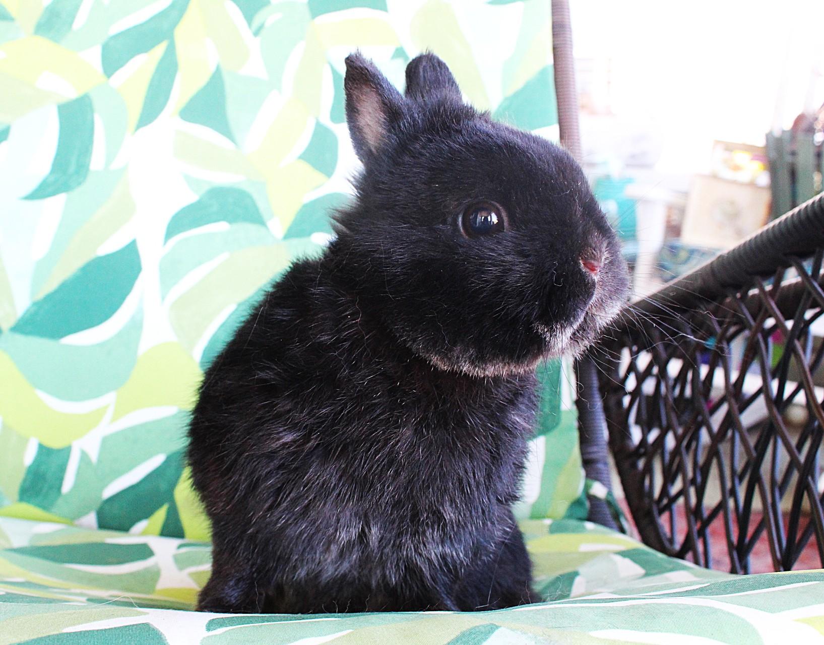 Enlarge Grimley, an adopted Netherland Dwarf in Hillside, NJ image 3/5