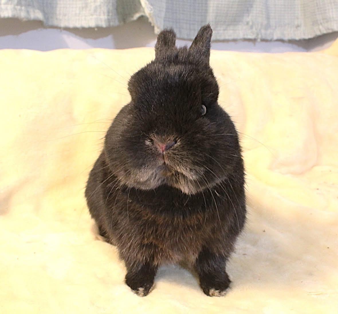 Grimley, a ADOPTABLE Netherland Dwarf in Hillside, NJ image 1/3