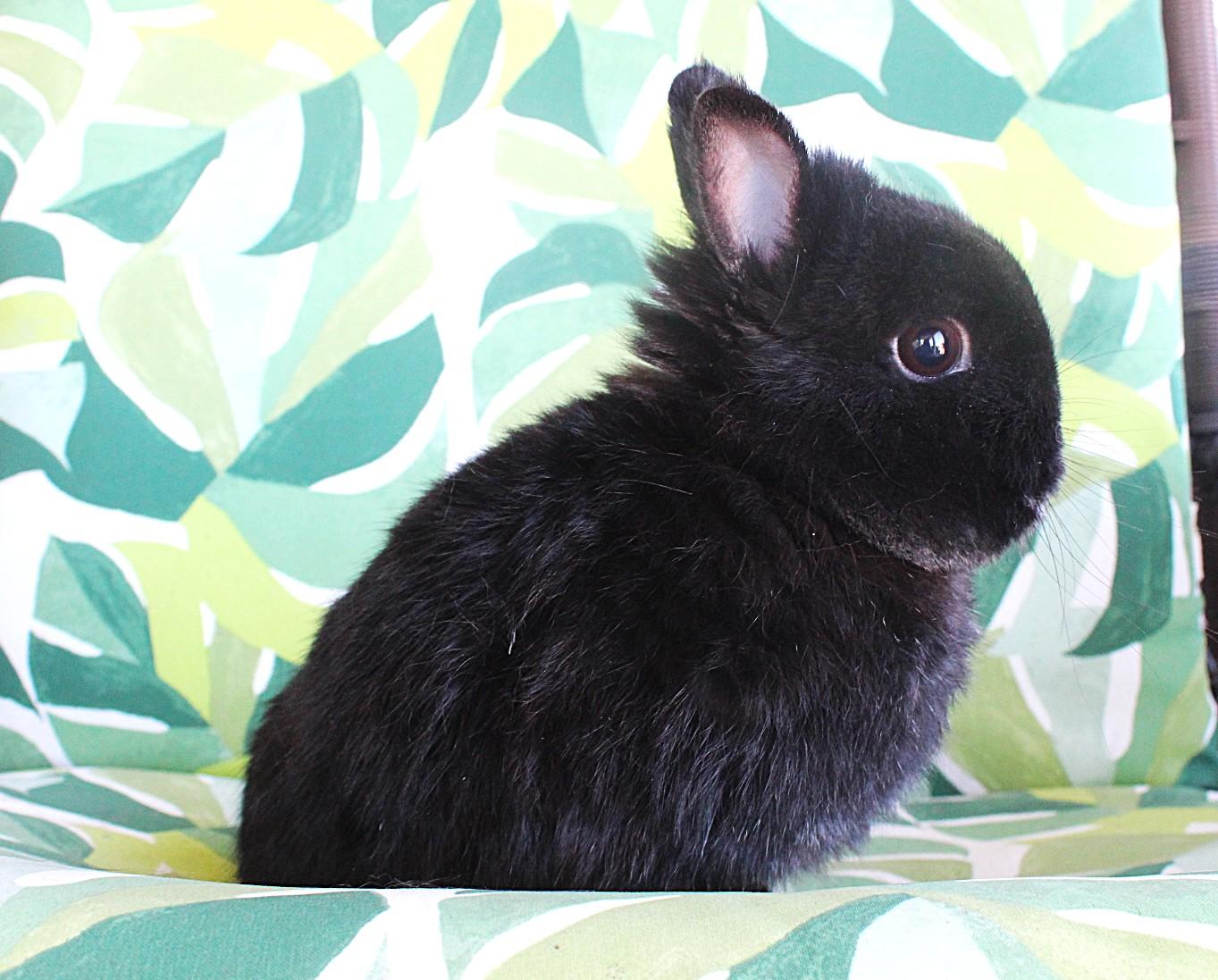 Enlarge Grimley, an adopted Netherland Dwarf in Hillside, NJ image 2/5