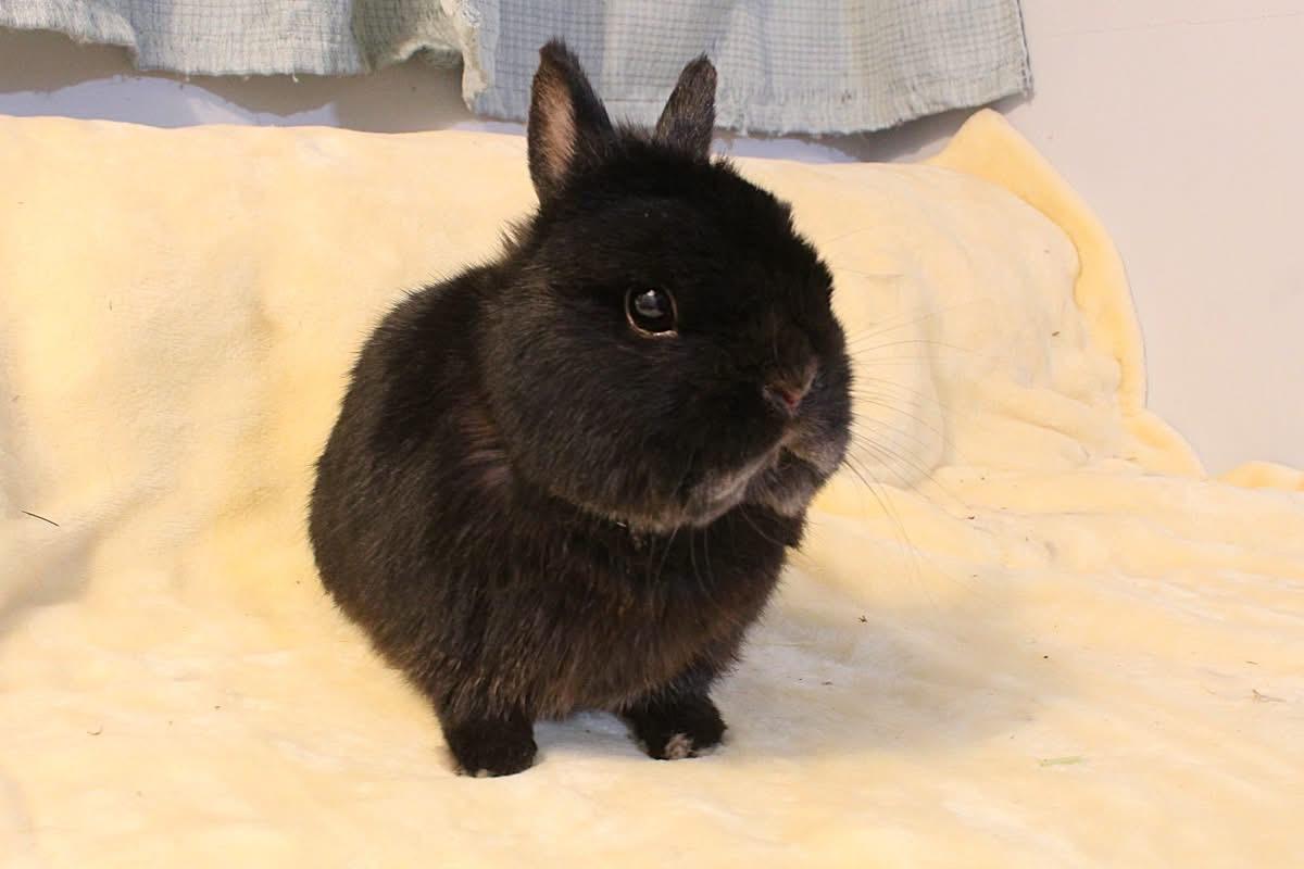 Grimley, a ADOPTABLE Netherland Dwarf in Hillside, NJ image 2/3