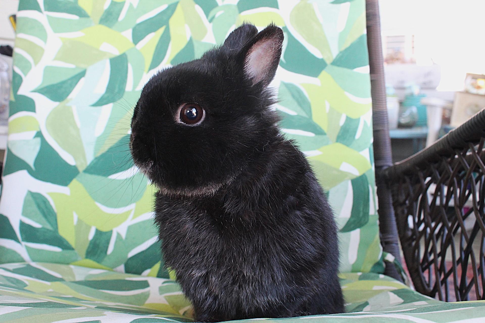 Grimley, ADOPTABLE, Adult Male Netherland Dwarf.