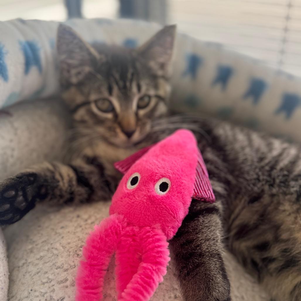 Elliot, Adoptable, Kitten Male Domestic Short Hair.