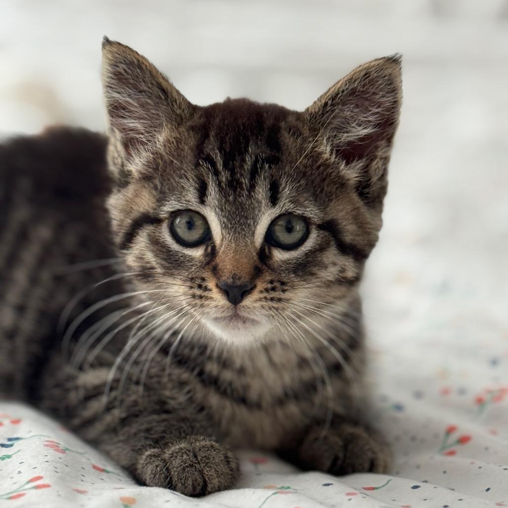 Enlarge Elliot, a Adoptable Domestic Short Hair in Chesapeake, VA image 2/6