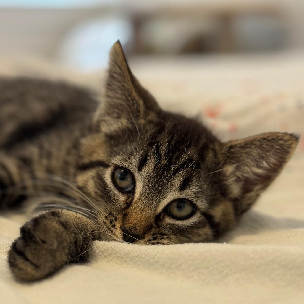 Enlarge Elliot, a Adoptable Domestic Short Hair in Chesapeake, VA image 3/6