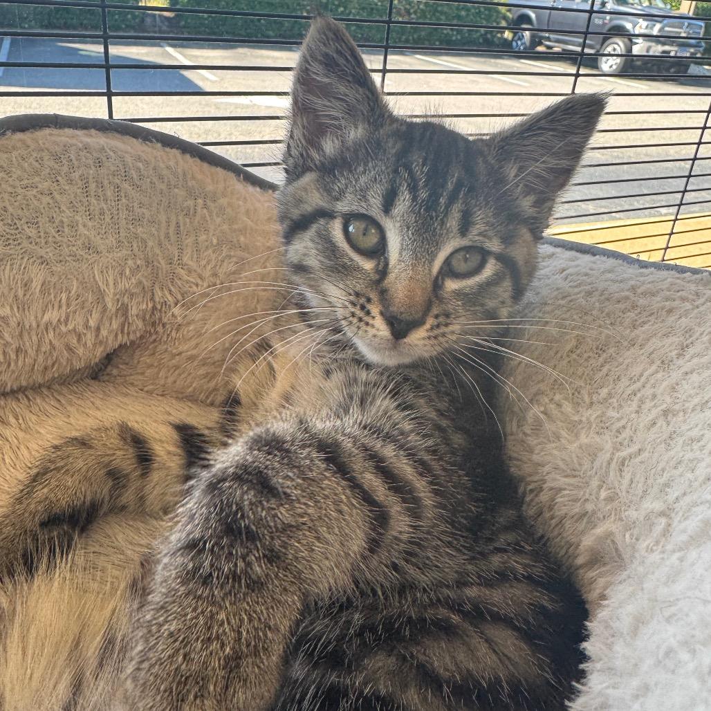 Enlarge Elliot, a Adoptable Domestic Short Hair in Chesapeake, VA image 4/6