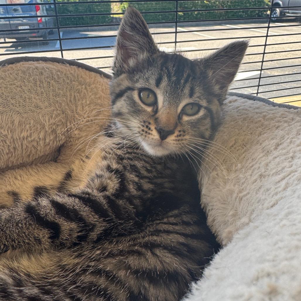 Enlarge Elliot, a Adoptable Domestic Short Hair in Chesapeake, VA image 5/6