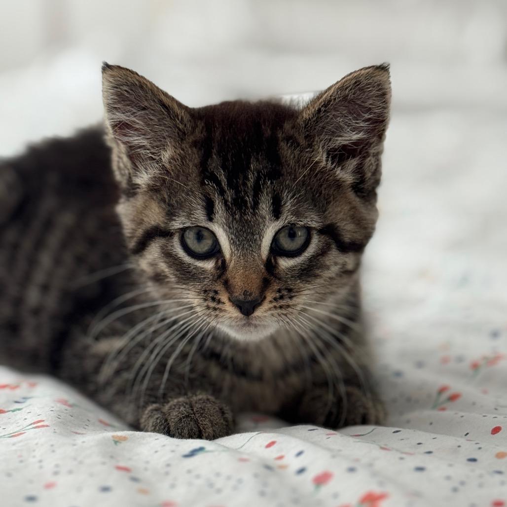 Enlarge Elliot, a Adoptable Domestic Short Hair in Chesapeake, VA image 6/6