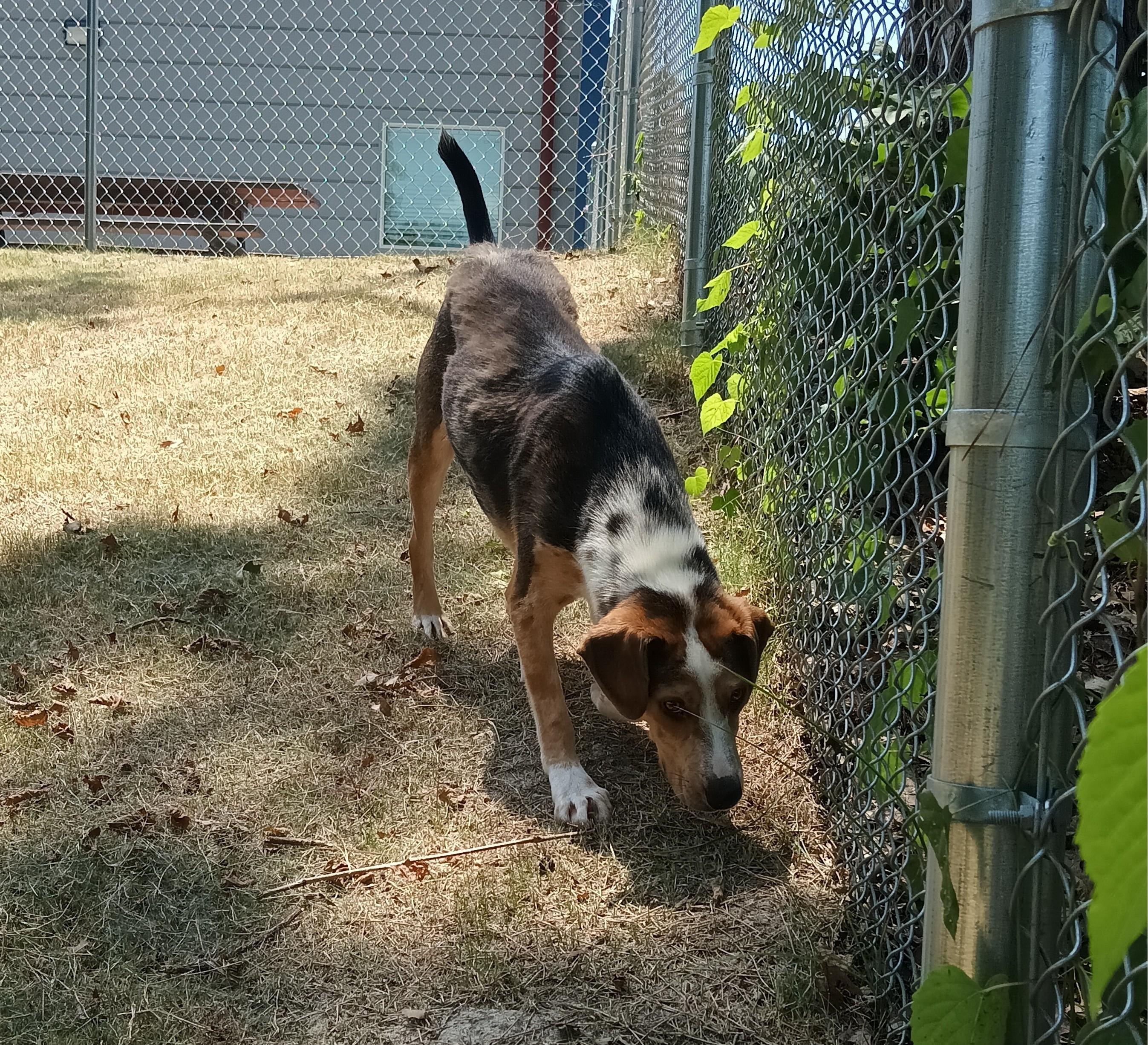 King, Adoptable, Adult Male Beagle.