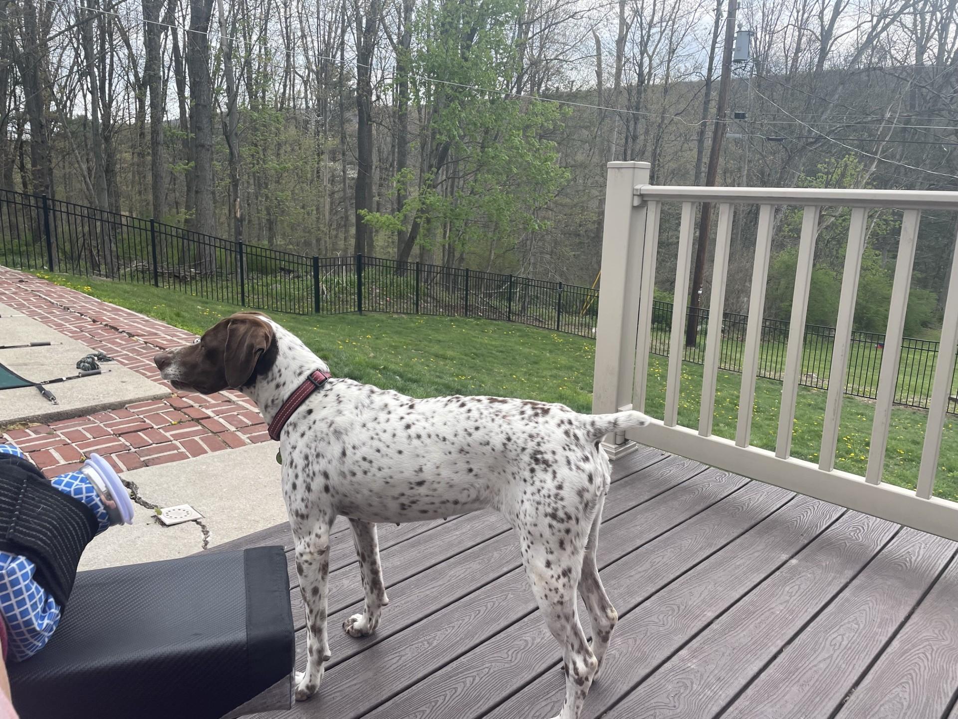 Rose, adopted, Adult Female German Shorthaired Pointer.