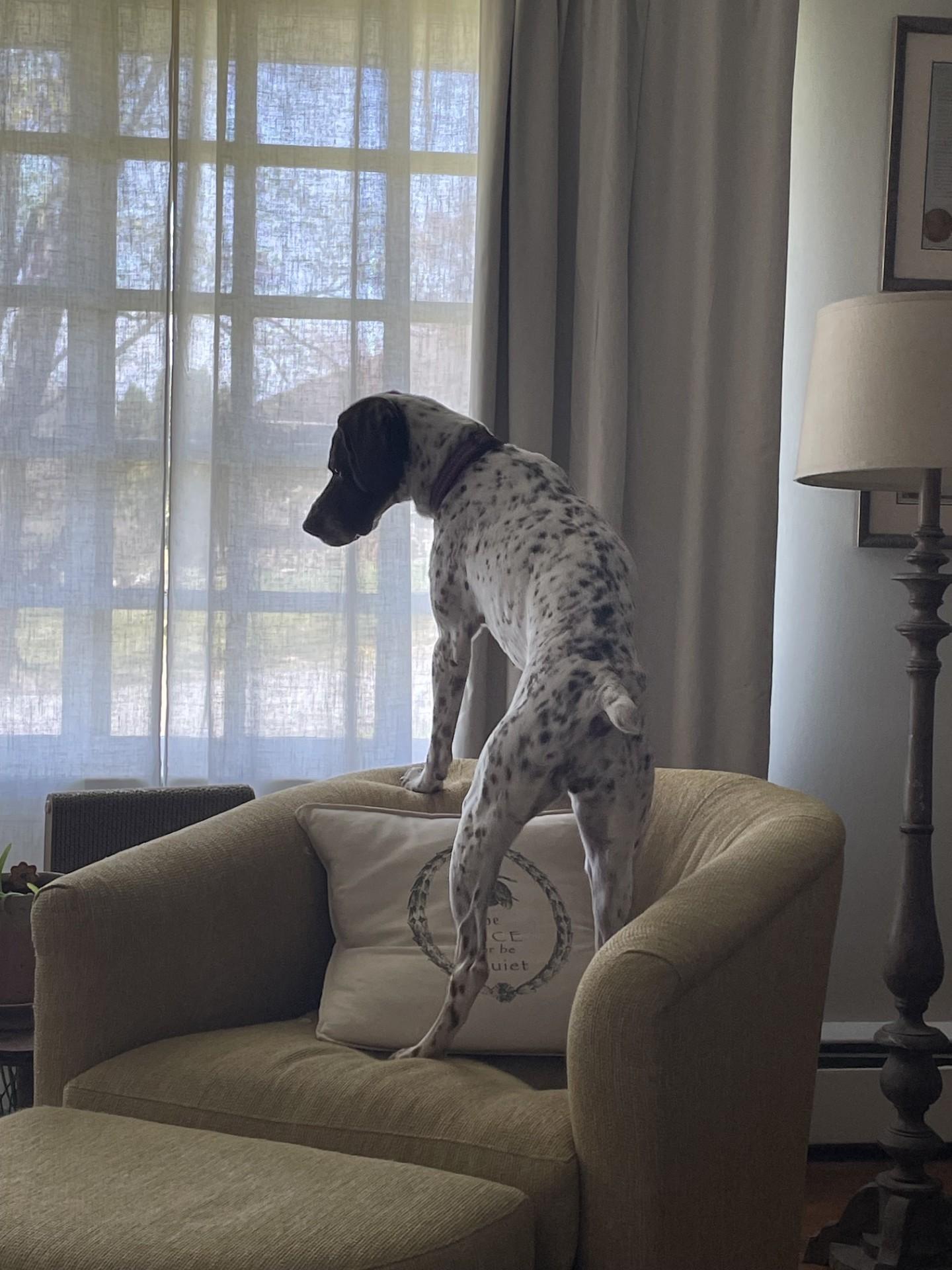 Enlarge Rose, an adopted German Shorthaired Pointer in Alexandria, VA image 4/5