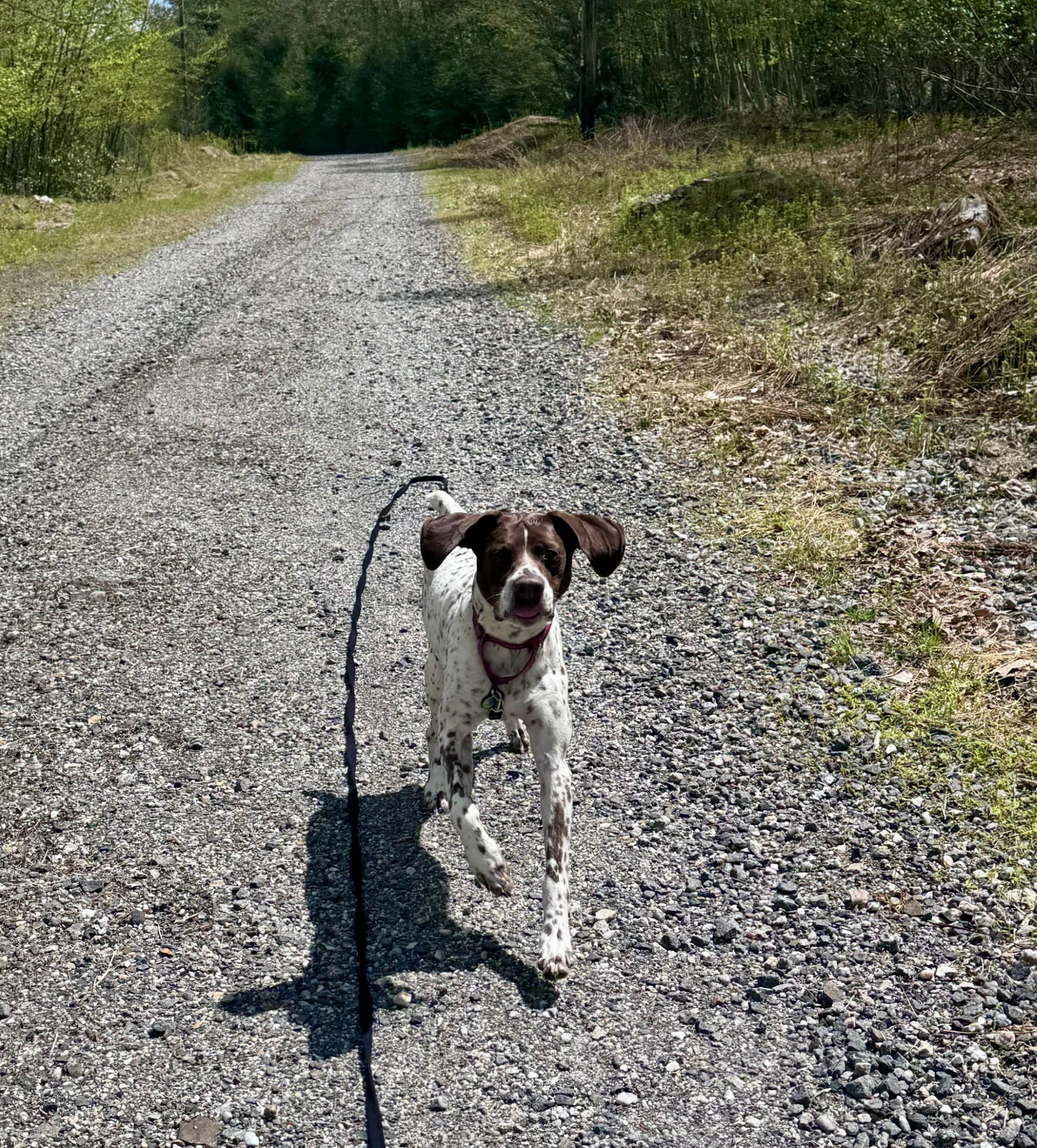 Enlarge Rose, an adopted German Shorthaired Pointer in Alexandria, VA image 5/5
