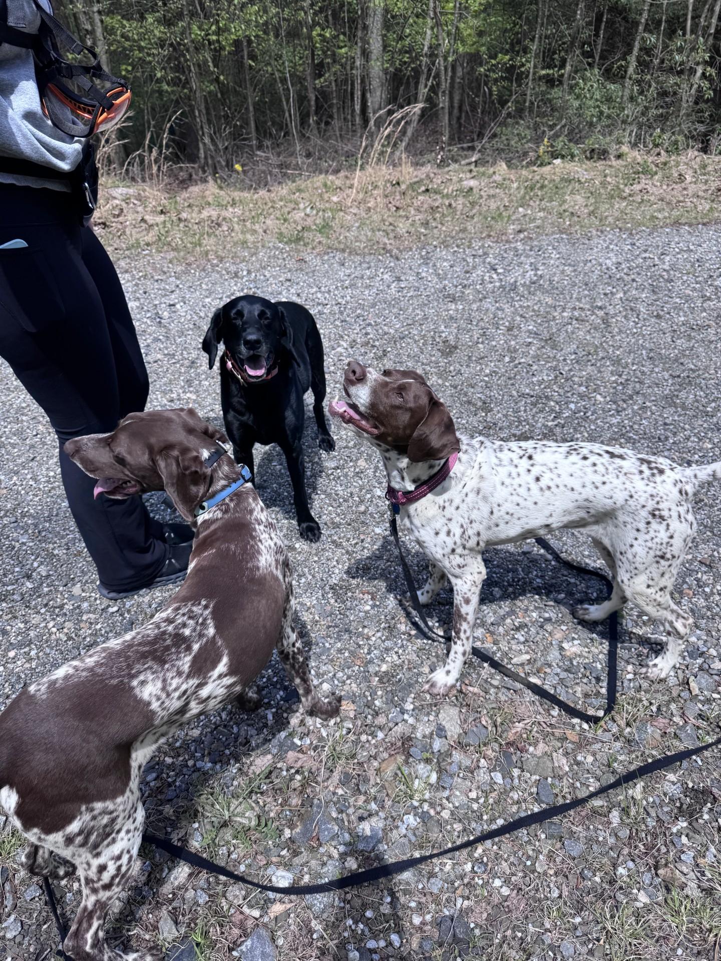 Enlarge Rose, an adopted German Shorthaired Pointer in Alexandria, VA image 2/5