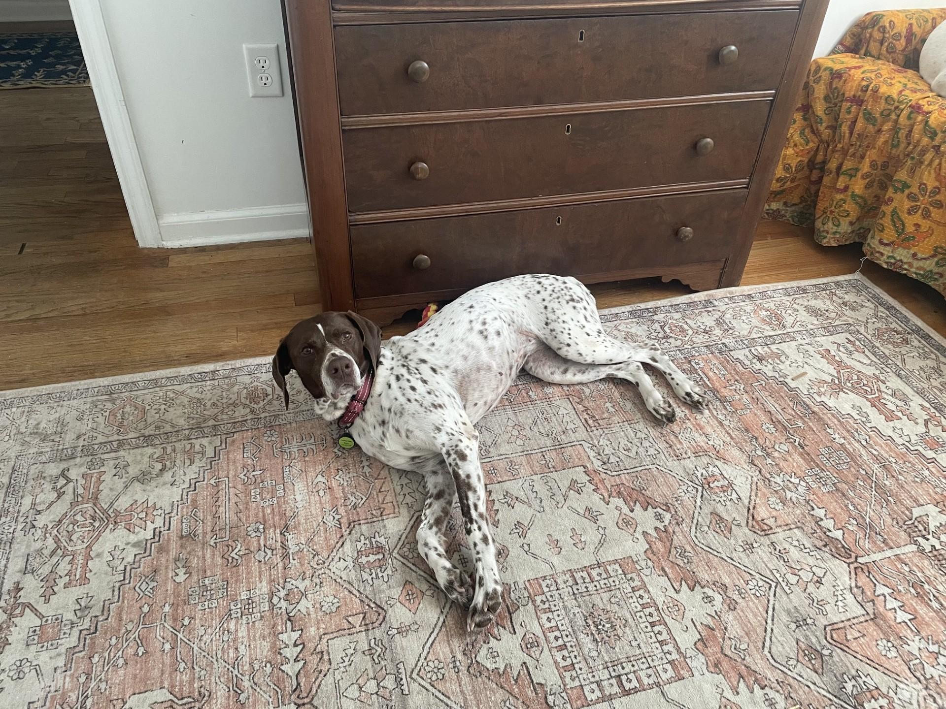 Enlarge Rose, an adopted German Shorthaired Pointer in Alexandria, VA image 3/5