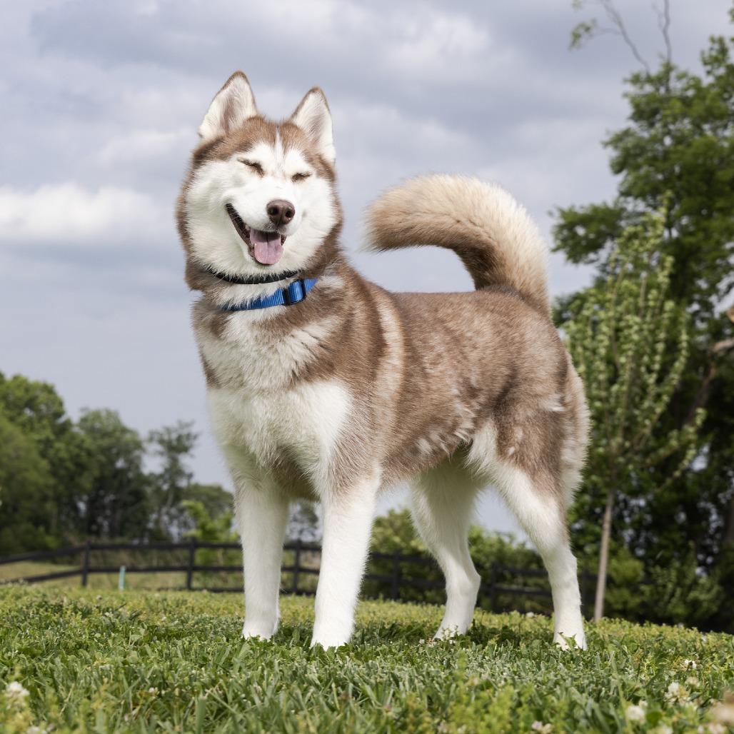 Enlarge Timecard, a Adoptable Mixed Breed in Franklin, TN image 1/2