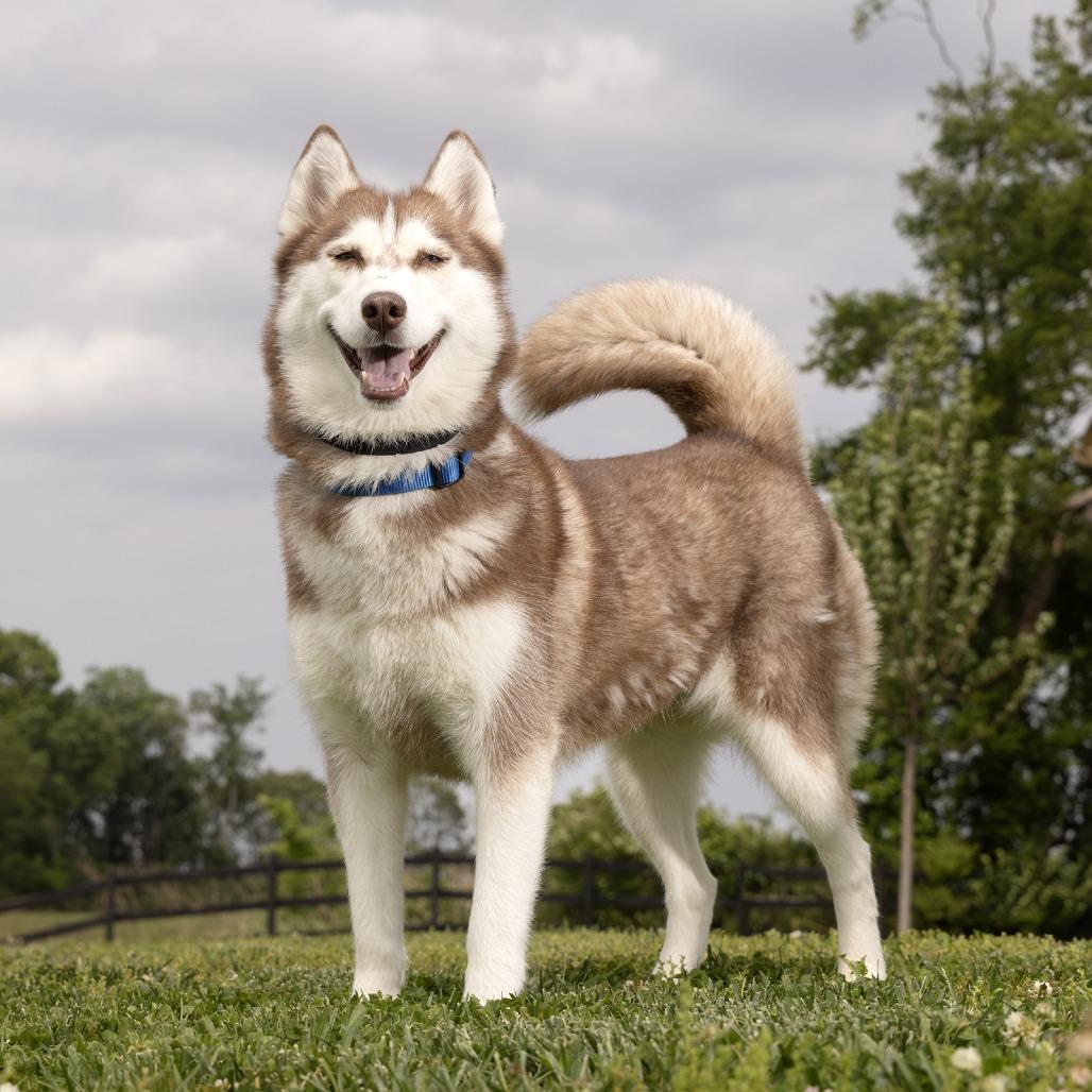 Enlarge Timecard, a Adoptable Mixed Breed in Franklin, TN image 2/2