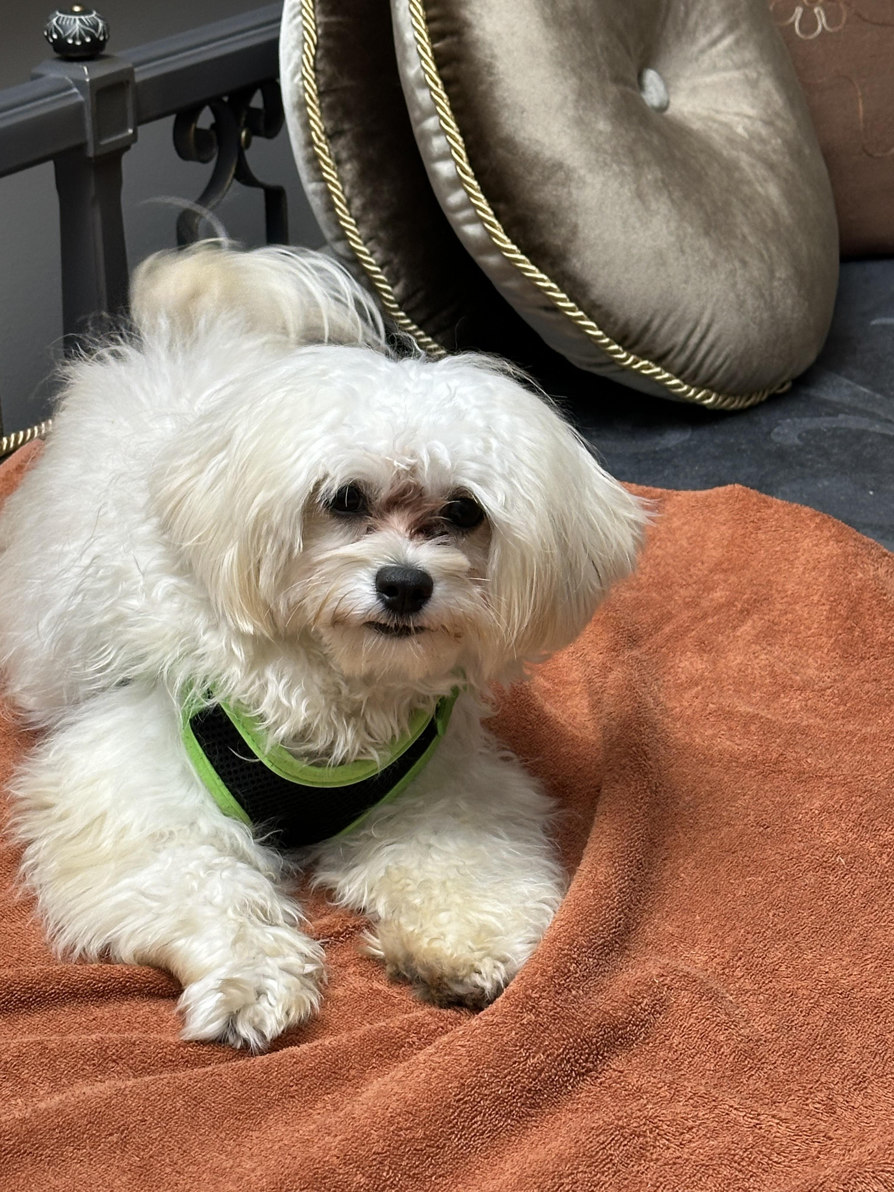 Jesse and Jack, adopted, Puppy Male Maltese.