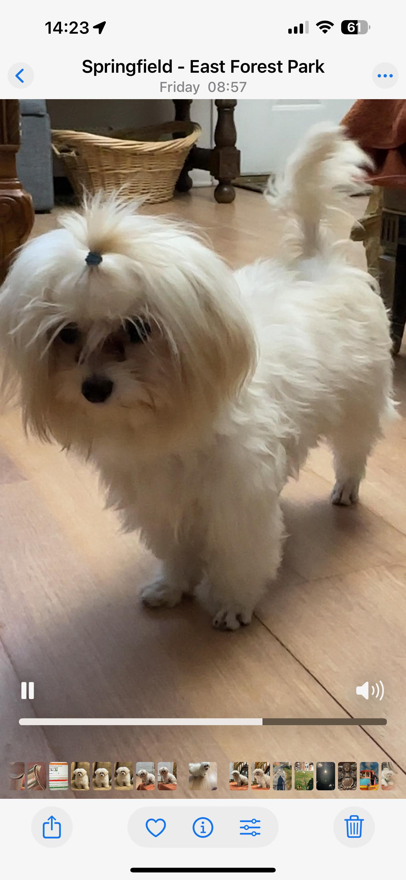 Enlarge Jesse and Jack, an adopted Maltese in Springfield, MA image 3/6