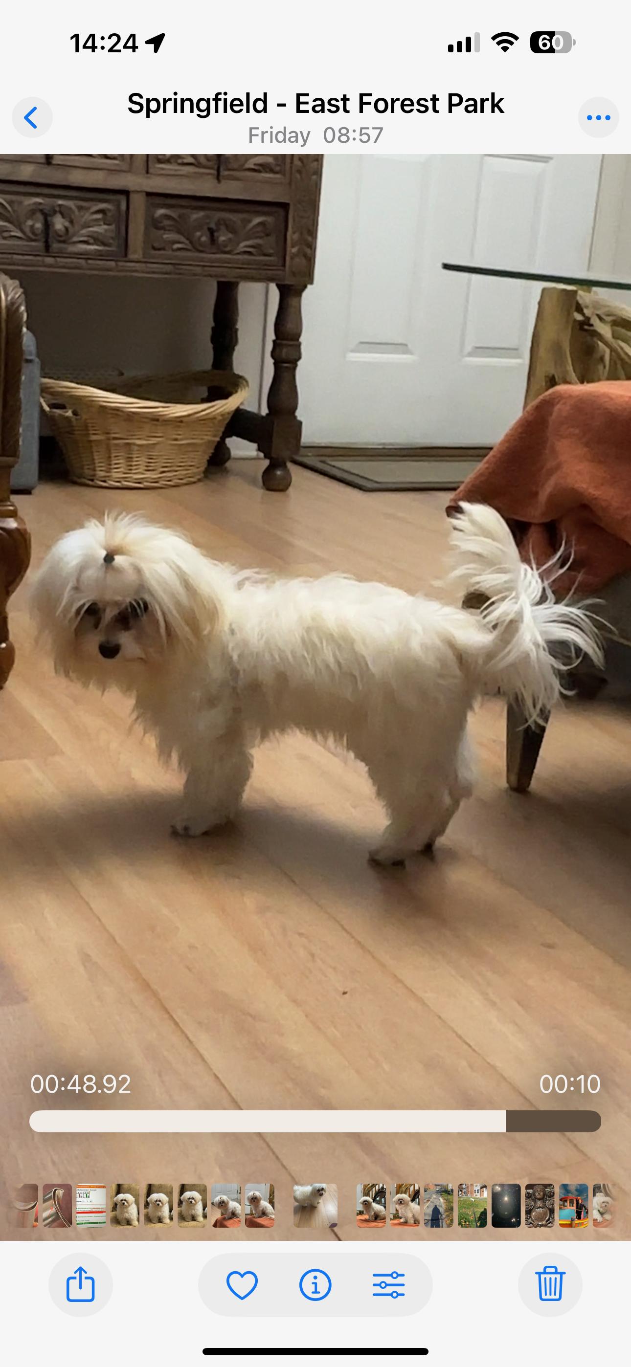 Enlarge Jesse and Jack, an adopted Maltese in Springfield, MA image 4/6