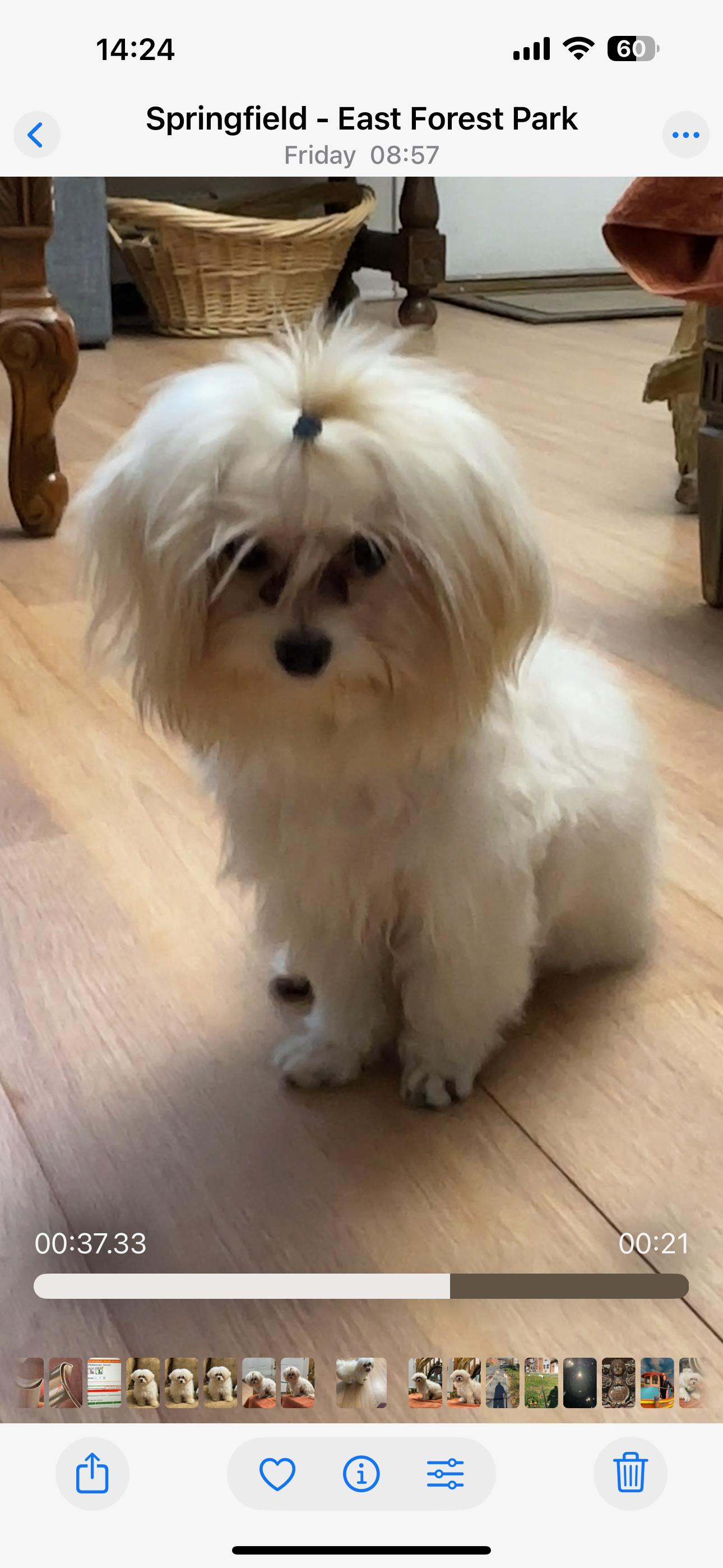 Enlarge Jesse and Jack, an adopted Maltese in Springfield, MA image 5/6