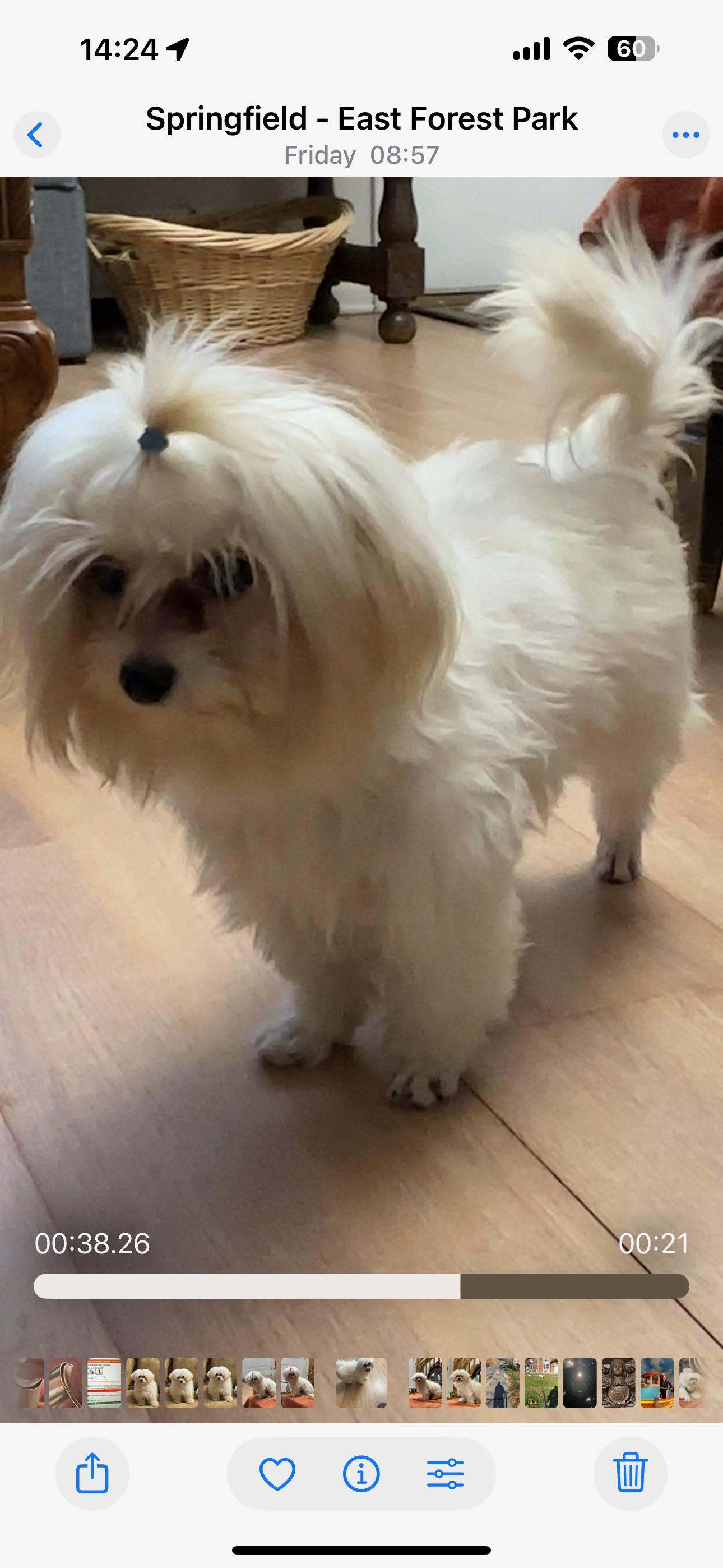 Enlarge Jesse and Jack, an adopted Maltese in Springfield, MA image 6/6