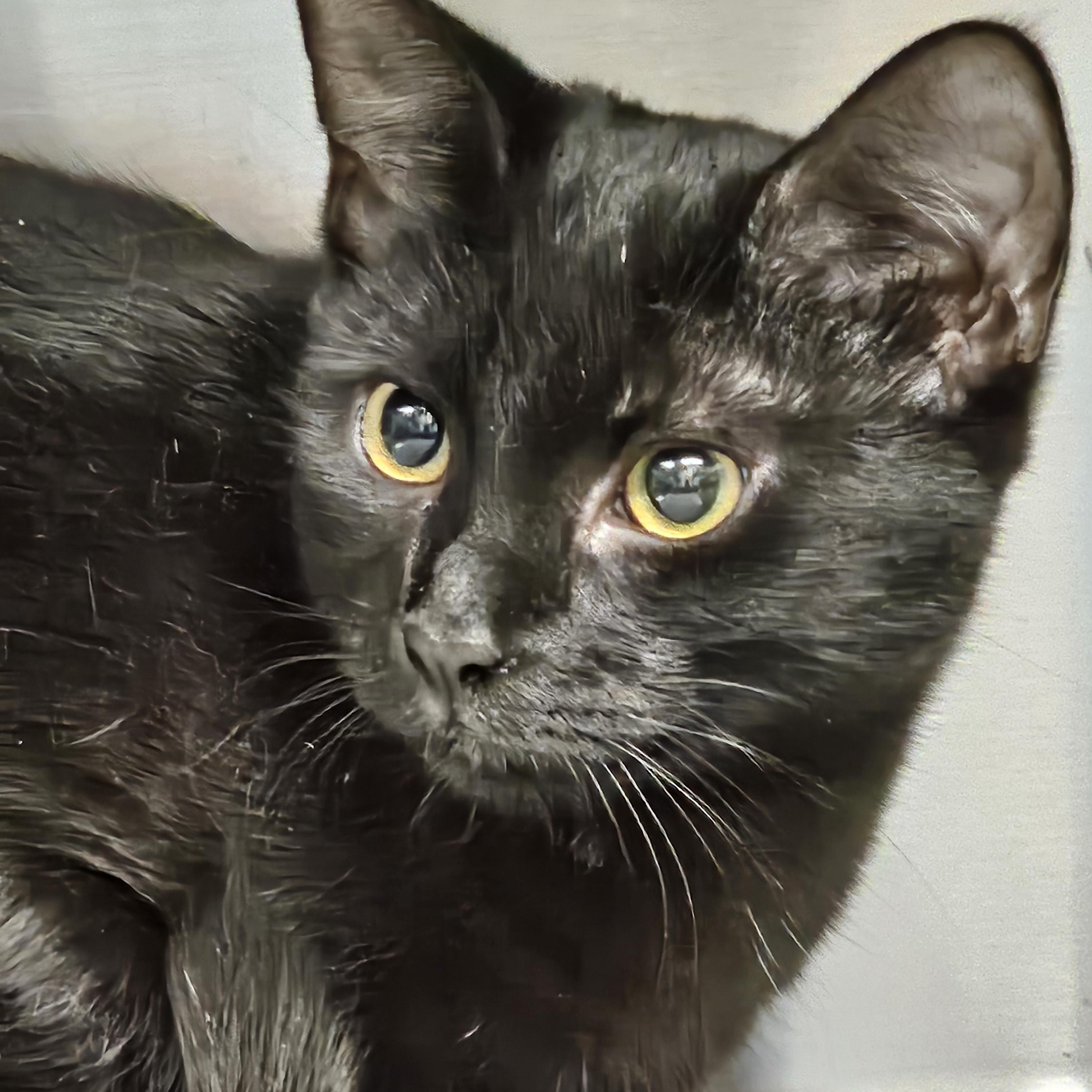 Posie & Chestnut (bonded pair), a Adoptable Domestic Short Hair in Stratford, CT image 2/3