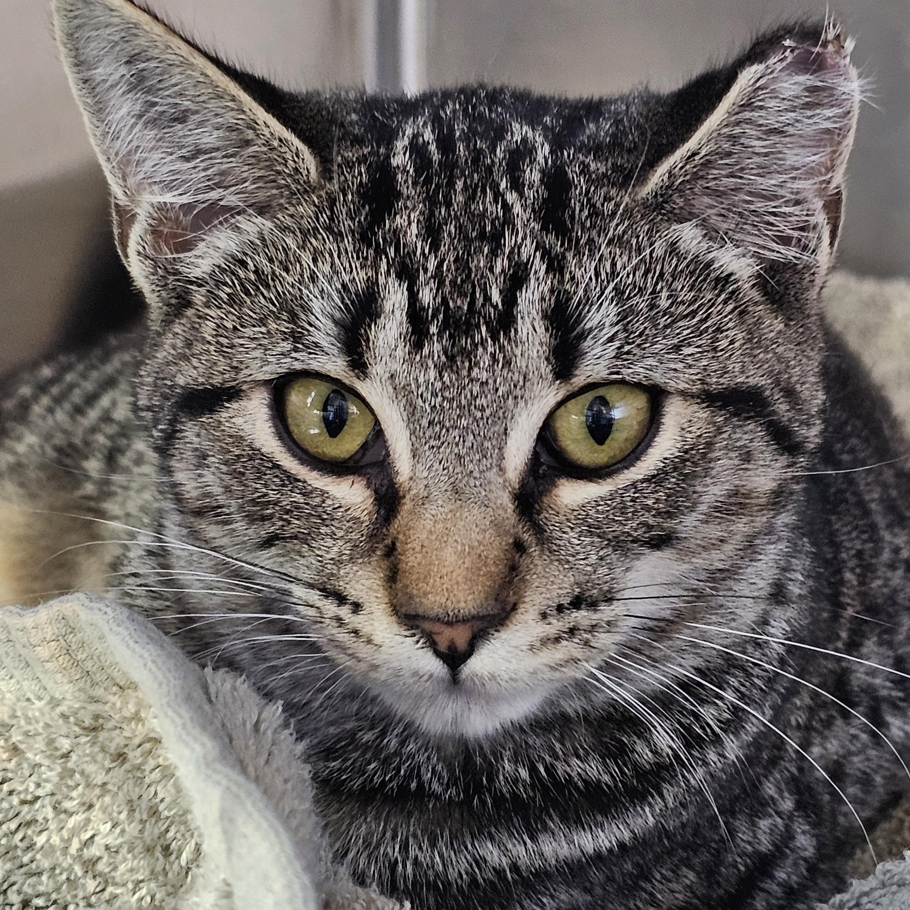 Posie & Chestnut (bonded pair), a Adoptable Domestic Short Hair in Stratford, CT image 3/3