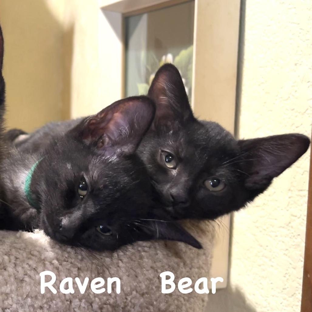 Enlarge Raven, a Adoptable Domestic Short Hair in Santa Rosa, CA image 1/4