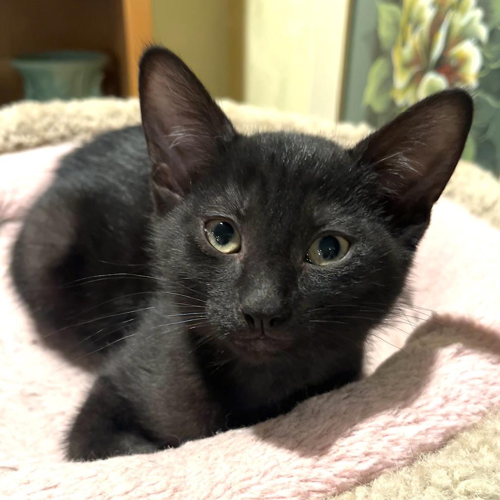 Enlarge Raven, a Adoptable Domestic Short Hair in Santa Rosa, CA image 2/4