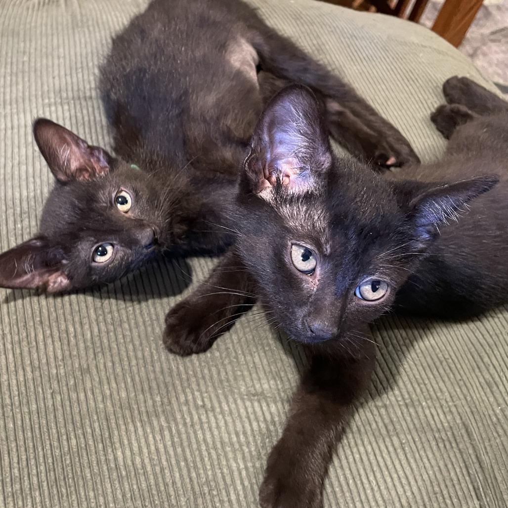 Enlarge Raven, a Adoptable Domestic Short Hair in Santa Rosa, CA image 3/4