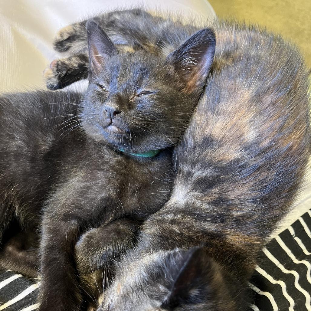 Enlarge Raven, a Adoptable Domestic Short Hair in Santa Rosa, CA image 4/4