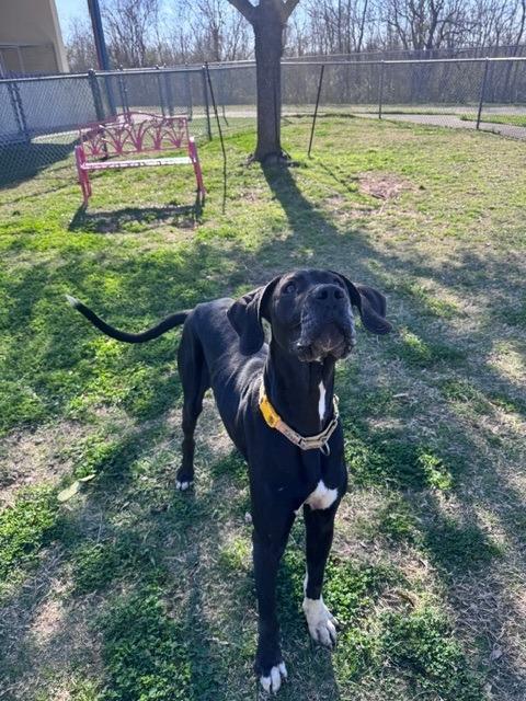 Denali, an adopted mixed breed in San Antonio, TX image 3/4