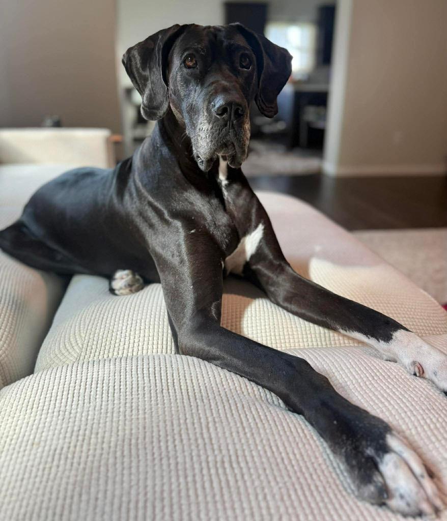 Denali, adopted, Adult Female Great Dane & Labrador Retriever.