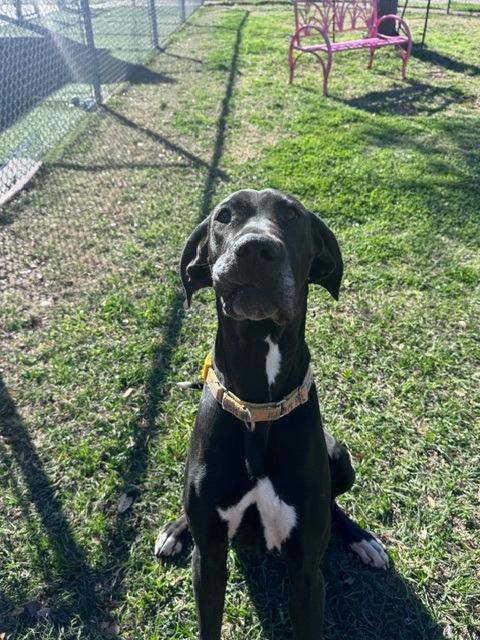 Denali, an adopted mixed breed in San Antonio, TX image 4/4