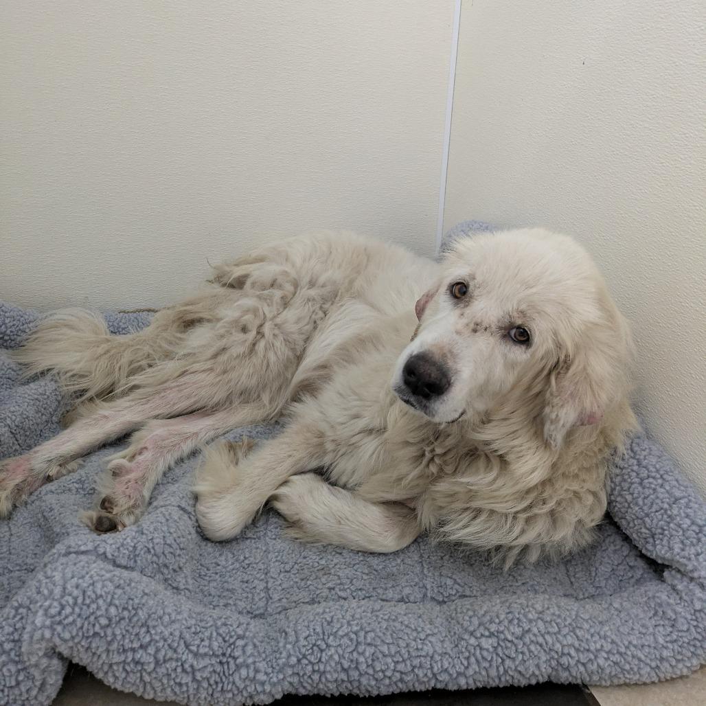 Enlarge Bubba, a Adoptable Great Pyrenees in Fulton, TX image 1/4